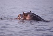 Hippo head