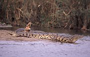 Sleepy crocodiles